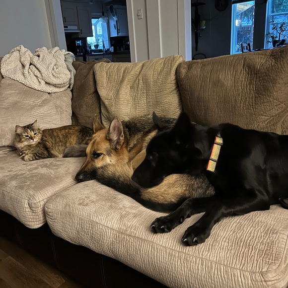 Pet friendly home - Picture 6 of 16